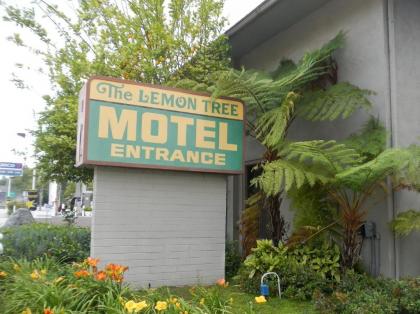 Lemon Tree Motel - image 2